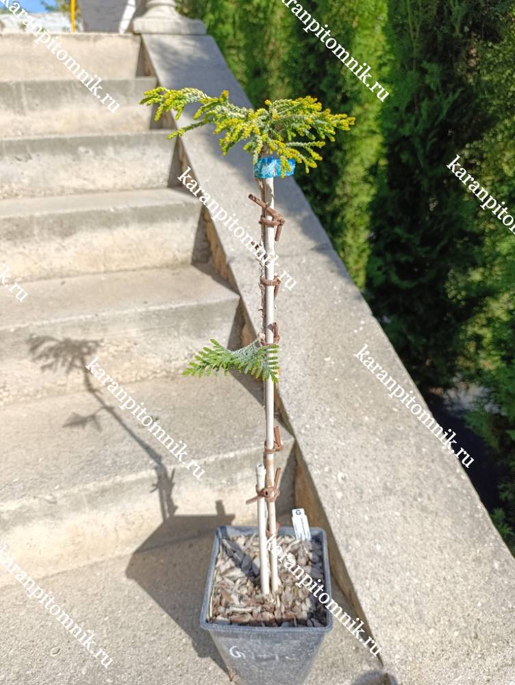 Кипарисовик Туполистный Гитте (штамб Ра45) фото